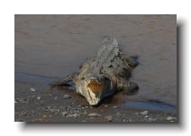 crocodilians 0016